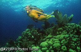 Red Sea diver